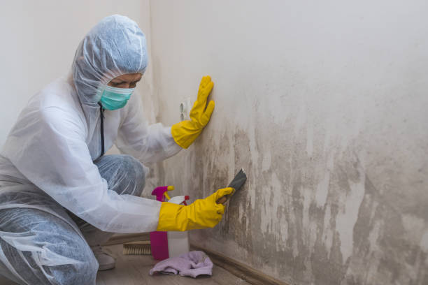 Best Attic Mold Removal  in Lake Alfred, FL