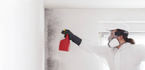 Best Black Mold Removal  in Lake Alfred, FL